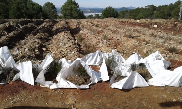 Atalaya logra salvar el brezo minero con su gestión medioambiental
