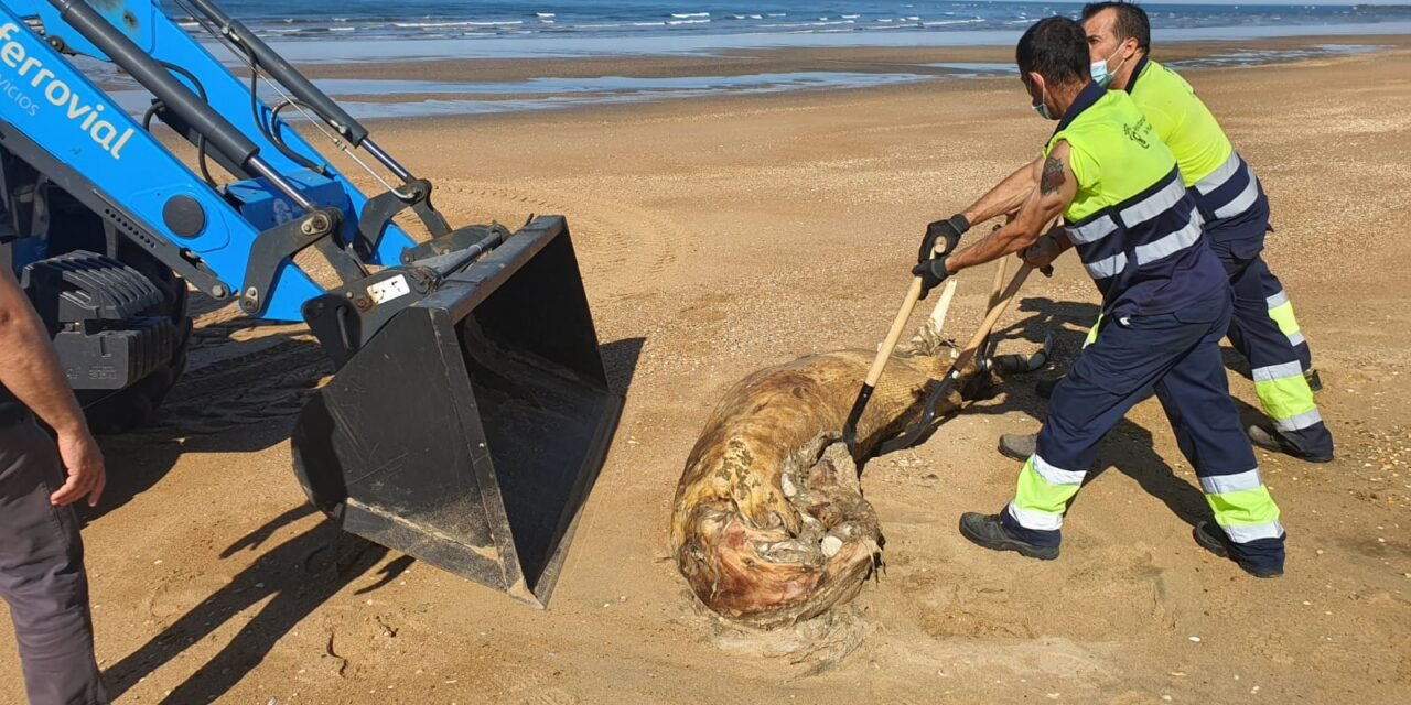 Entierran el cadáver de una cría de ballena que apareció en la playa de El Espigón