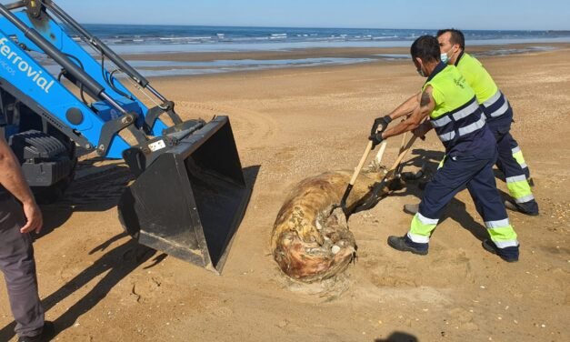 Entierran el cadáver de una cría de ballena que apareció en la playa de El Espigón
