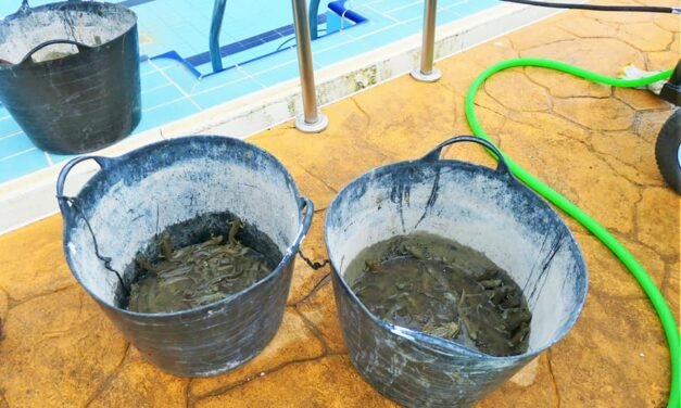 Recogen más de 200 gallipatos y ranas en las tareas de limpieza de la piscina de Berrocal