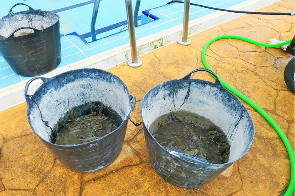 Recogen más de 200 gallipatos y ranas en las tareas de limpieza de la piscina de Berrocal