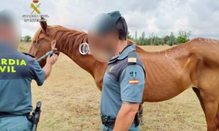 Encuentran seis caballos al borde de la muerte por desnutrición en Almonte