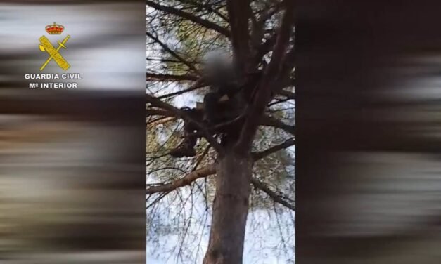 Investigan a un cazador furtivo apostado en la copa de un árbol en Almonte