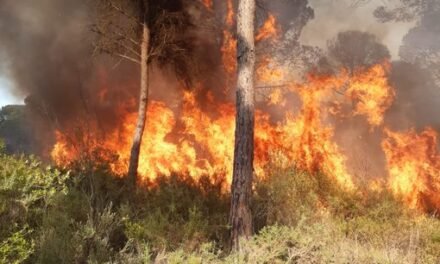 Declarado un incendio forestal en Lucena