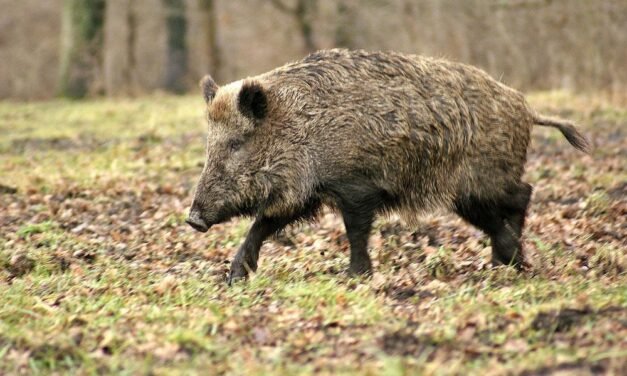 Una mujer herida tras chocar su vehículo con un jabalí en Isla Cristina
