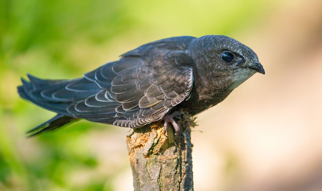 Berrocal celebra el Día Mundial del Vencejo con dibujos de los niños