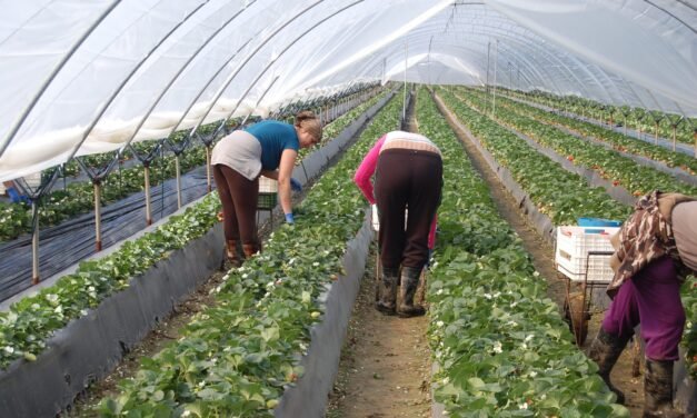 El CSIF lamenta la «dependencia» de la economía local de la agricultura