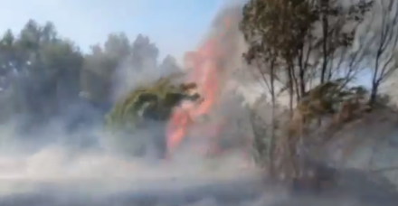 Declarado un incendio forestal en Bollullos