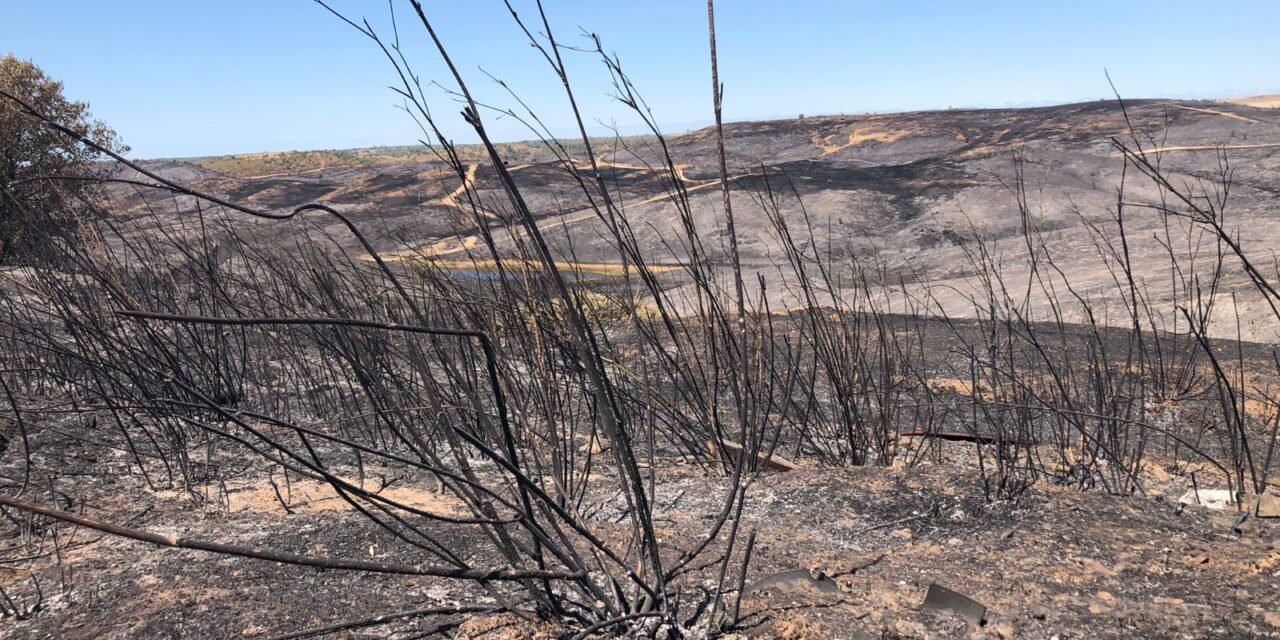 La restauración tras los incendios forestales, vital para la gestión ambiental de la provincia