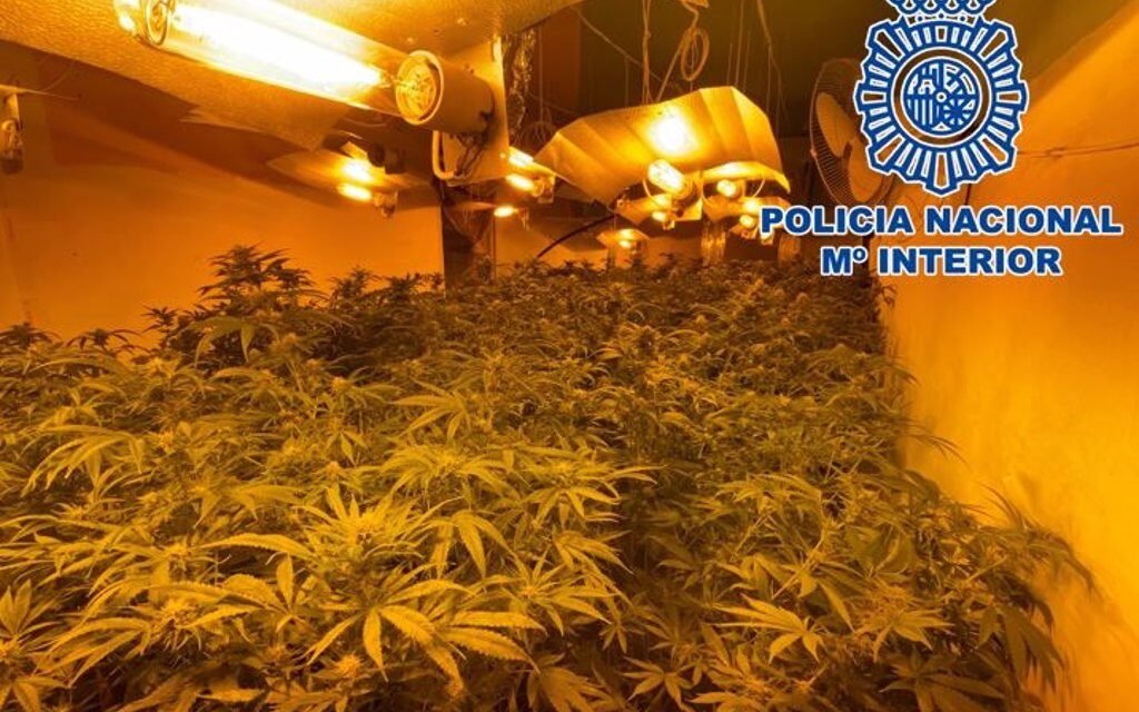 La Policía halla una plantación de marihuana en plena capital con 712 plantas