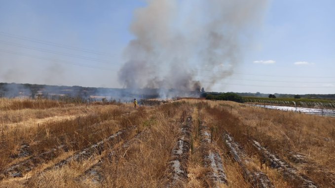 El Infoca extingue el incendio de Almonte en apenas una hora