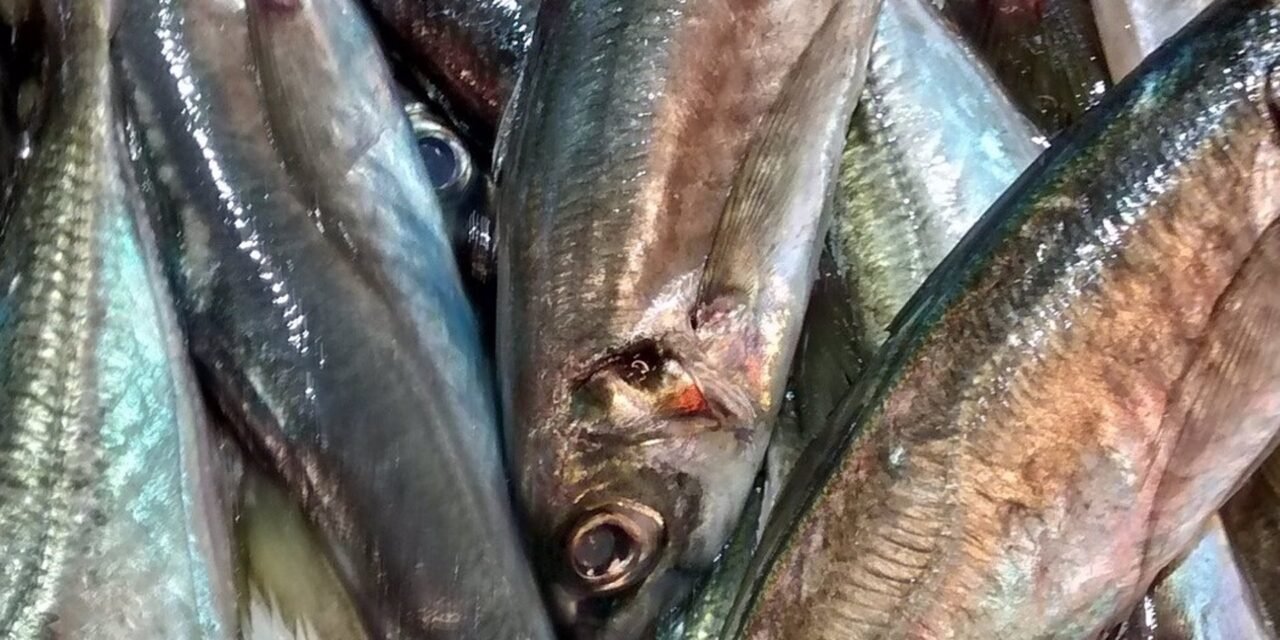 La flota onubense podrá capturar el doble de sardina que el pasado año