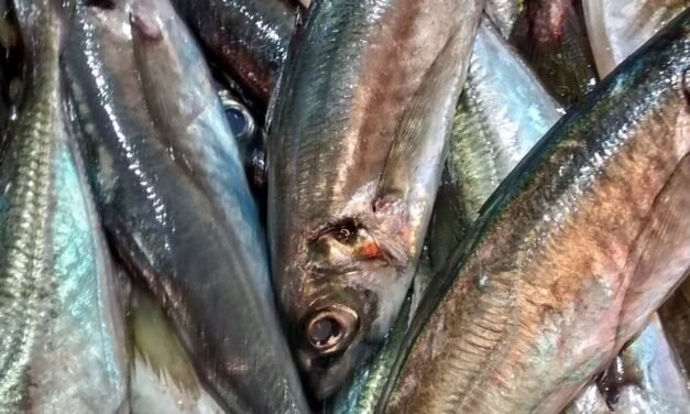 La flota onubense podrá capturar el doble de sardina que el pasado año