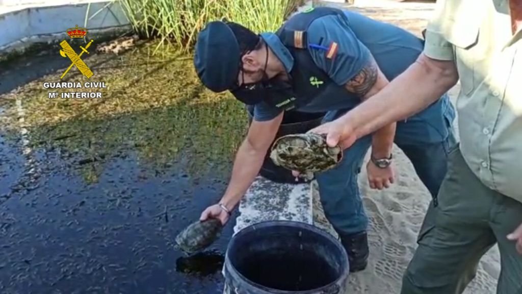 Investigan a una mujer tras capturar galápagos protegidos del Espacio Natural de Doñana