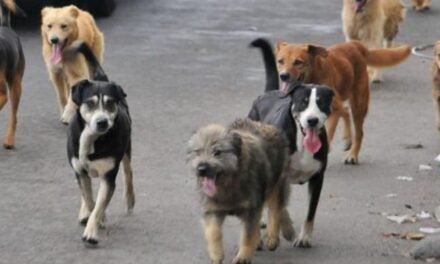 La Granada advierte de multas de hasta 1.500 euros por no controlar los perros del municipio