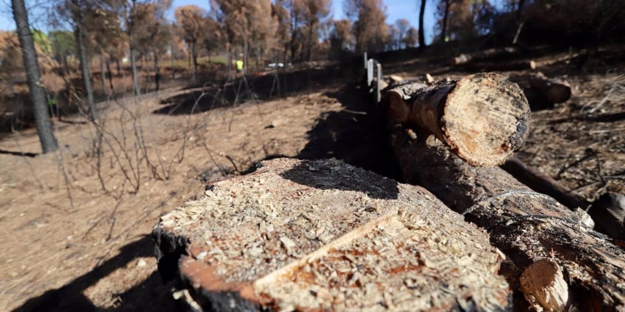 Concluida la restauración del monte Dehesa de Jarrama afectado por el incendio de La Granada