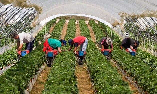 El regadío afronta desde hoy restricciones del 50%