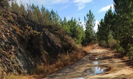 Denuncian el mal estado de la vía verde entre Zalamea y El Campillo