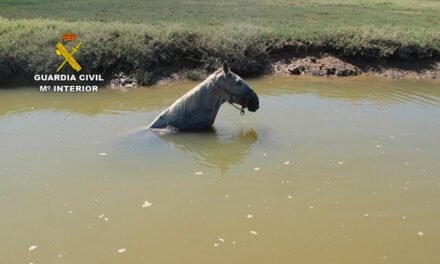 Rescatan a un caballo atrapado en un caño de las marismas del Piedras