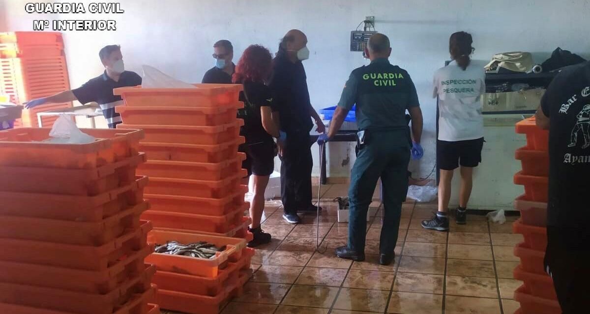 Intervienen casi una tonelada de merluza inmadura en un almacén de Ayamonte