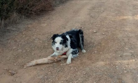 Recogen firmas para reclamar un parque canino en Zalamea