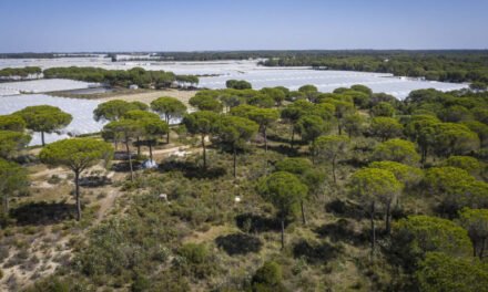El juez absuelve a dos exalcaldes de Almonte y 13 acusados más por la extracción de aguas en Doñana