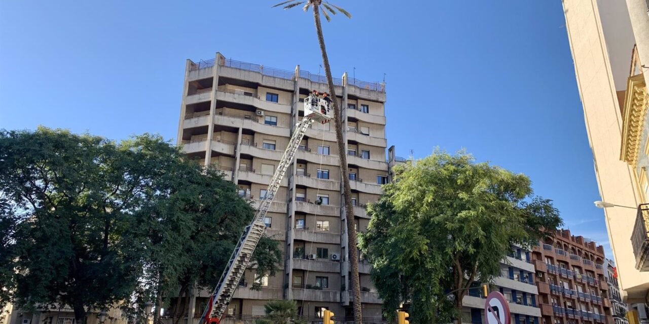 ‘Chequeo médico’ para la palmera centenaria de Quintero Báez