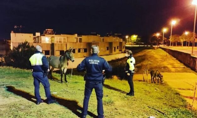 Interceptan dos équidos sueltos junto a la Plaza de la Merced