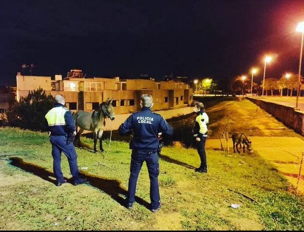 Interceptan dos équidos sueltos junto a la Plaza de la Merced