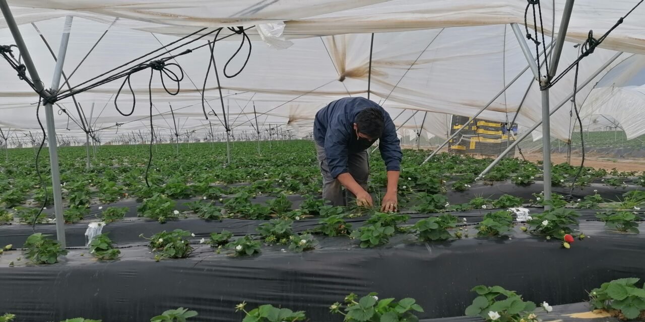 Llegan las temporeras de Ecuador a la recogida de la fresa y las primeras marroquíes aterrizan el día 12