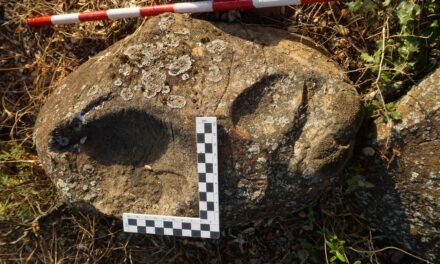 Los nuevos petroglifos hallados en Zalamea darán paso a un estudio profundo sobre los grabados