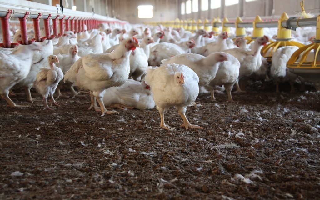 Buscan a un guarda y ayudante para una finca avícola de Zalamea