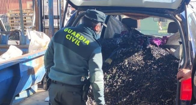 Detenidos con mil kilos de aceitunas robados en Cala