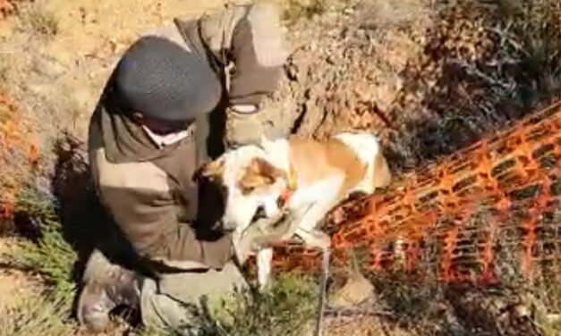 Rescatan a un perro que cayó a un pozo de mina en Zalamea