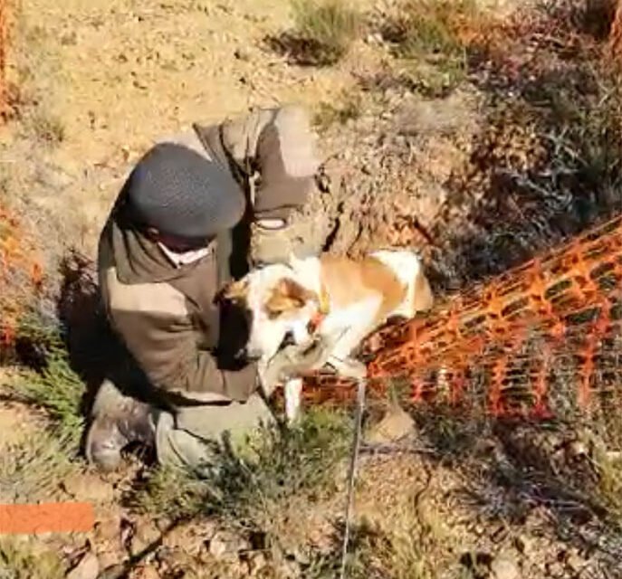 Rescatan a un perro que cayó a un pozo de mina en Zalamea