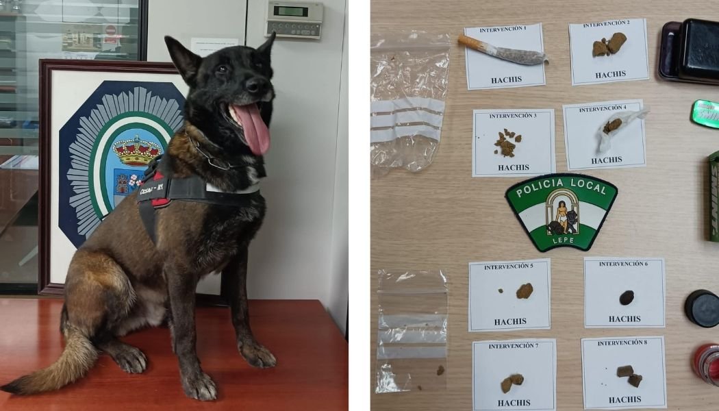 El agente canino ‘Cesar’ realiza ocho intervenciones de droga en Lepe en un solo día