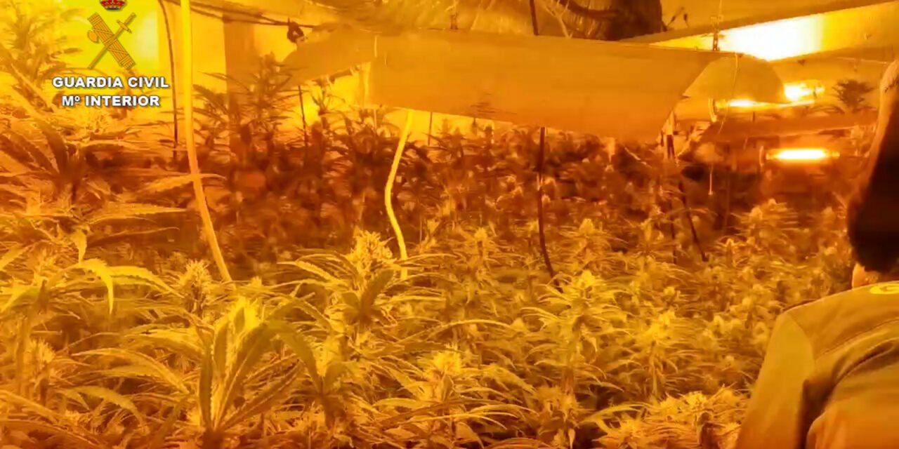 Hallan 280 plantas de marihuana dentro de una vivienda en Gibraleón