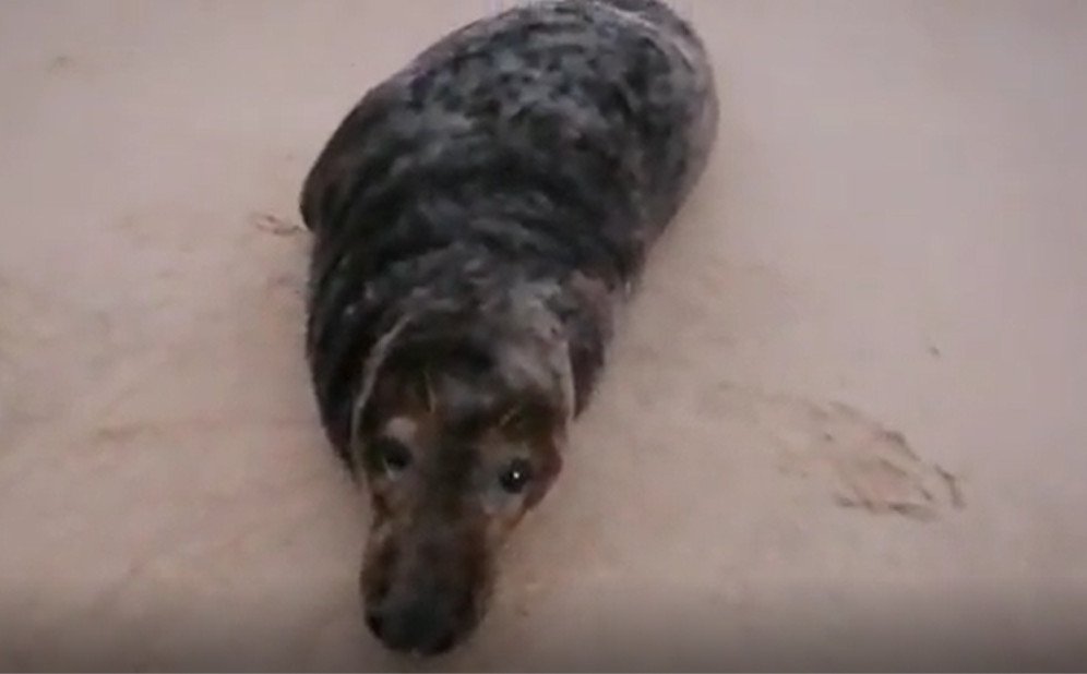 Localizan una foca gris en Doñana