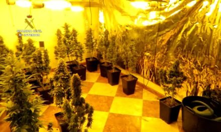 Detenidos tras ocupar una vivienda en Hinojos y cultivar 124 plantas de marihuana en su interior