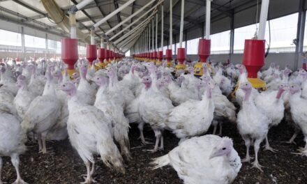 Un foco de gripe aviar obliga a sacrificar 15.000 pavos en La Nava