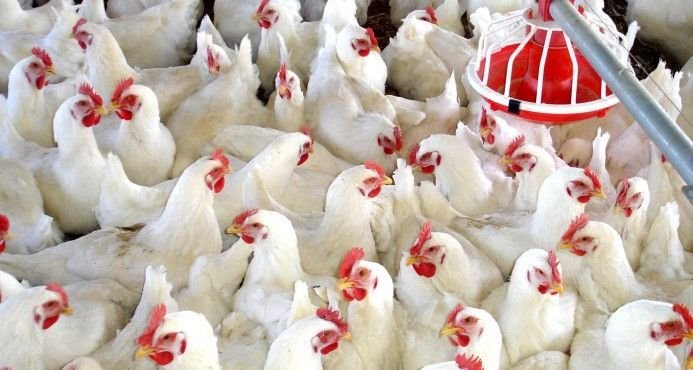 Declarado un brote de gripe aviar en Villarrasa