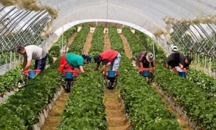 La campaña de frutos rojos supera las 11.800 hectáreas en plantación
