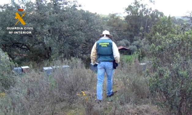 Investigan a un vecino de Zalamea por el robo de 50 colmenas de abejas