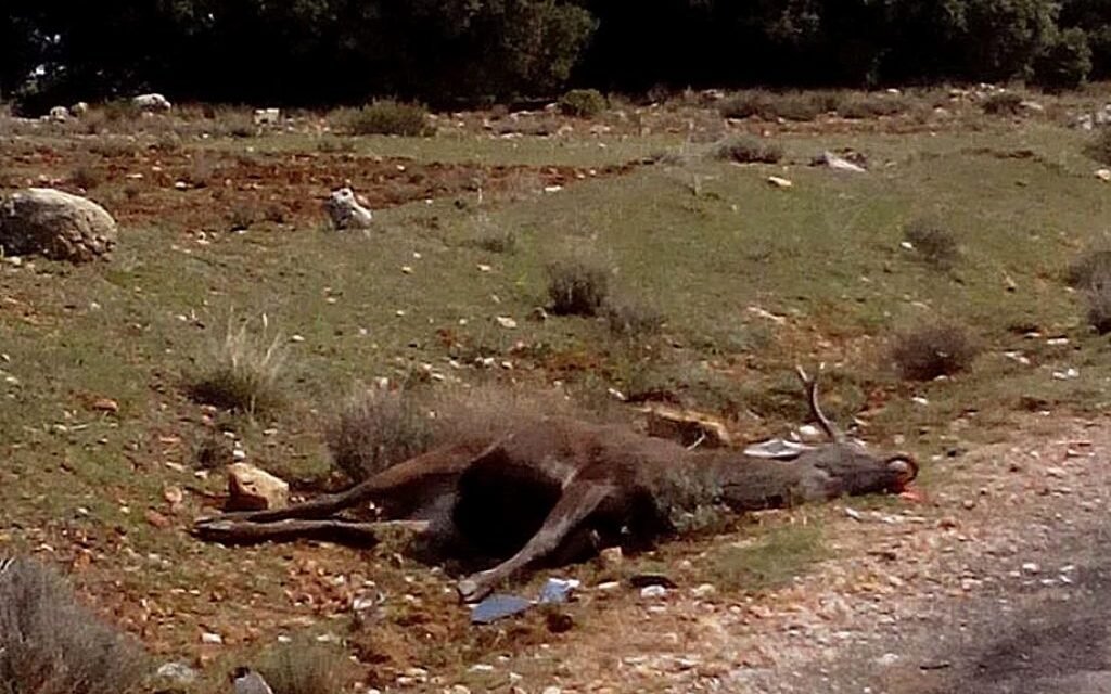 Accidente en Zalamea al atropellar un vehículo a un ciervo