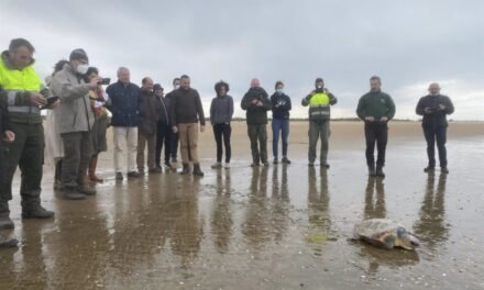 Liberan tres tortugas marinas rescatadas por pescadores de Punta Umbría e Isla Cristina