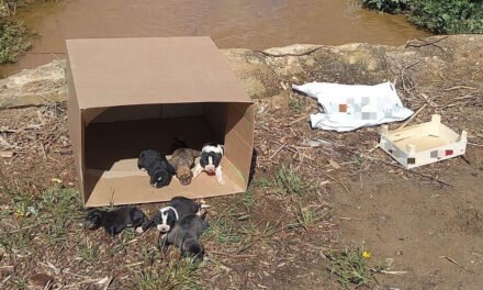 Abandonan a seis cachorros en un arroyo de Lepe