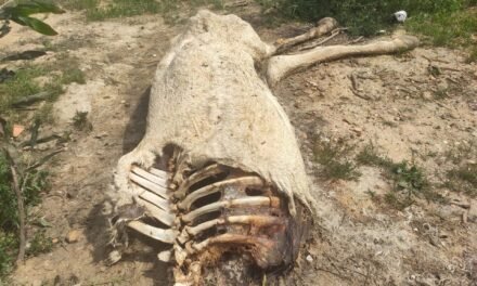 Denuncian ante la fiscalía el hallazgo de una fosa con animales mutilados en Huelva