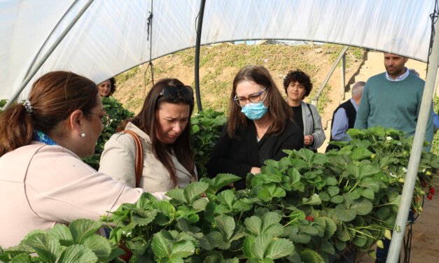 Representantes públicos daneses y una ONG visitan una empresa agrícola de Cartaya para validar su gestión social