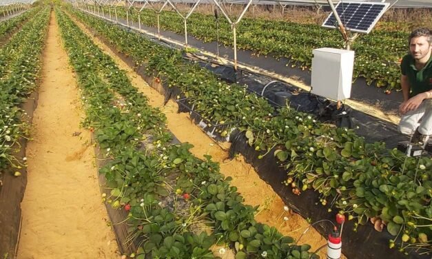 La CR Palos extenderá un proyecto pionero que permite ahorrar agua y fertilizantes con la misma producción de fresas
