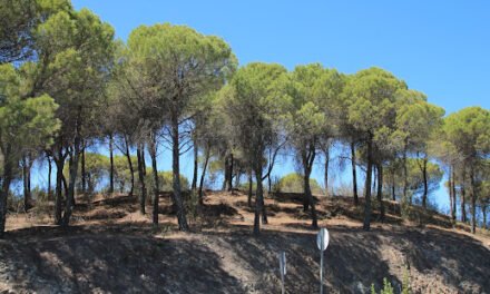 El Castellum Romano de la Solana del Castillejo